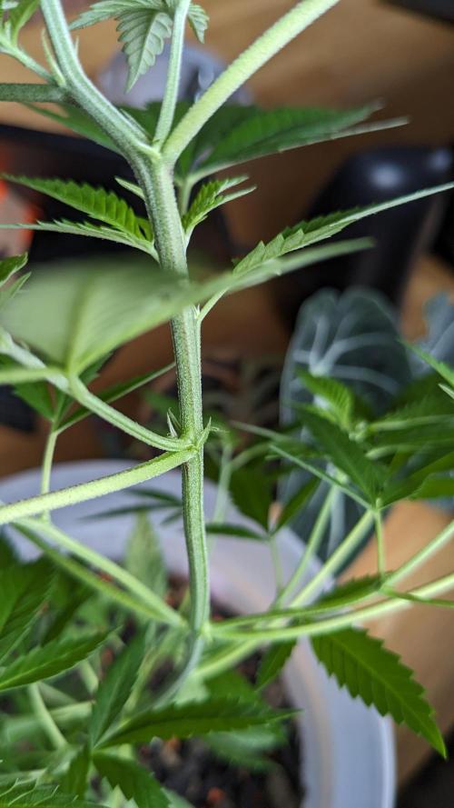 WINDOWSILL | Matanuska. Week 12