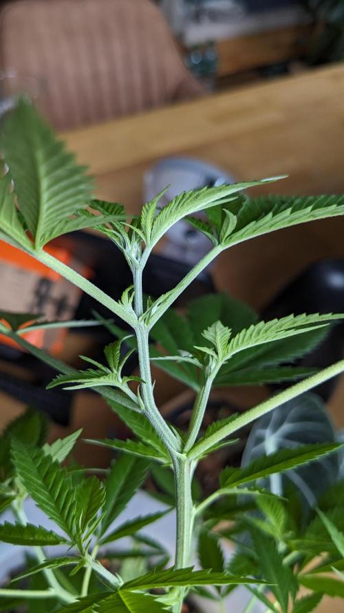 WINDOWSILL | Matanuska. Week 12