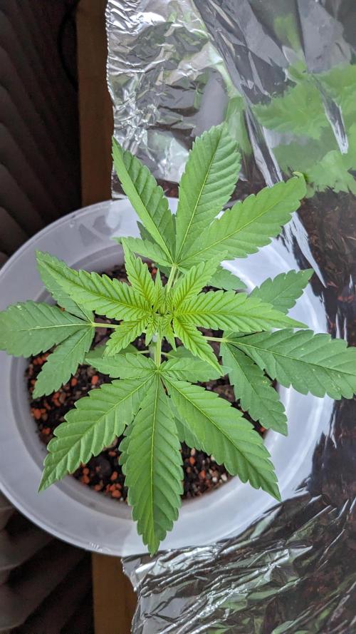 WINDOWSILL | Matanuska. Week 12