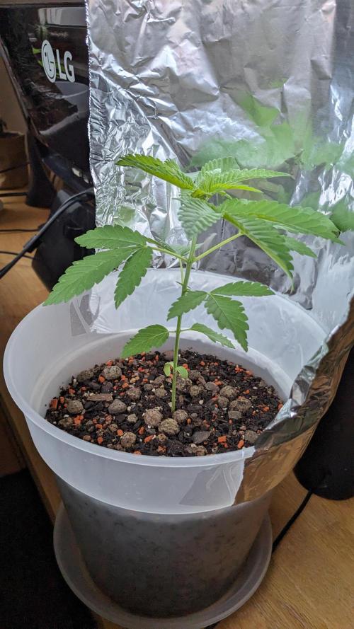 WINDOWSILL | Matanuska. Week 12