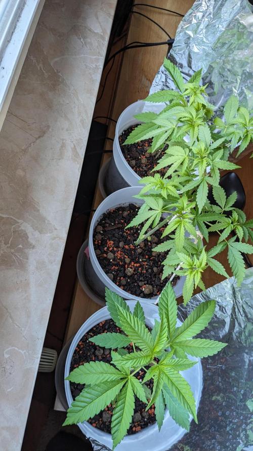 WINDOWSILL | Matanuska. Week 12