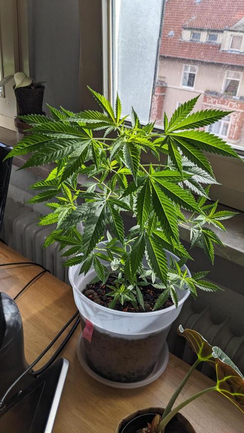 WINDOWSILL | Matanuska. Week 12