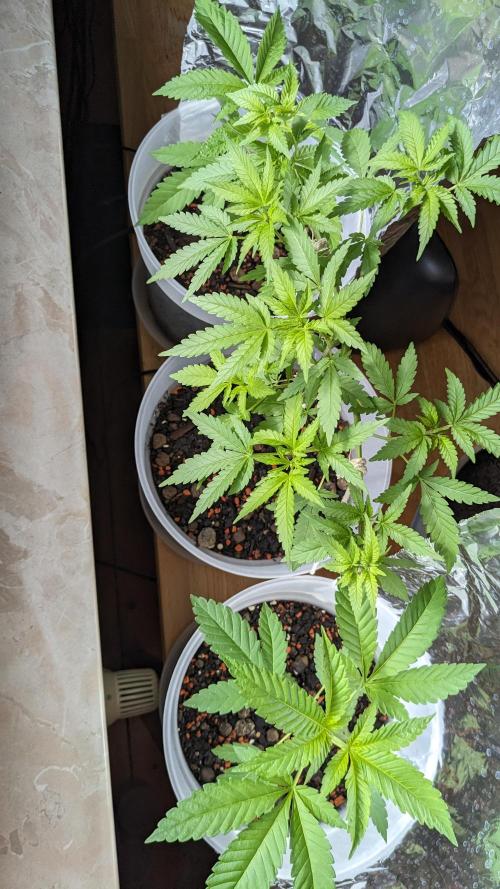 WINDOWSILL | Matanuska. Week 12