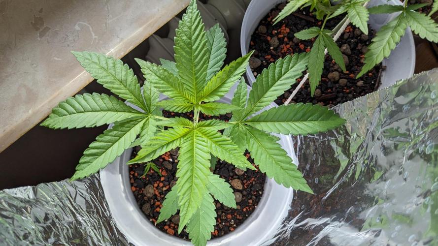 WINDOWSILL | Matanuska. Week 12