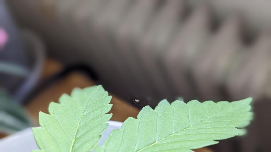 WINDOWSILL | Matanuska. Week 13