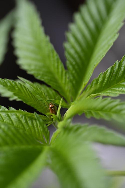 WINDOWSILL | Matanuska. Week 13