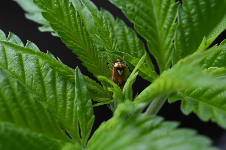 WINDOWSILL | Matanuska. Week 13