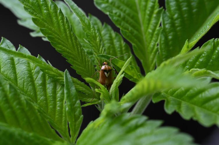WINDOWSILL | Matanuska. Week 13