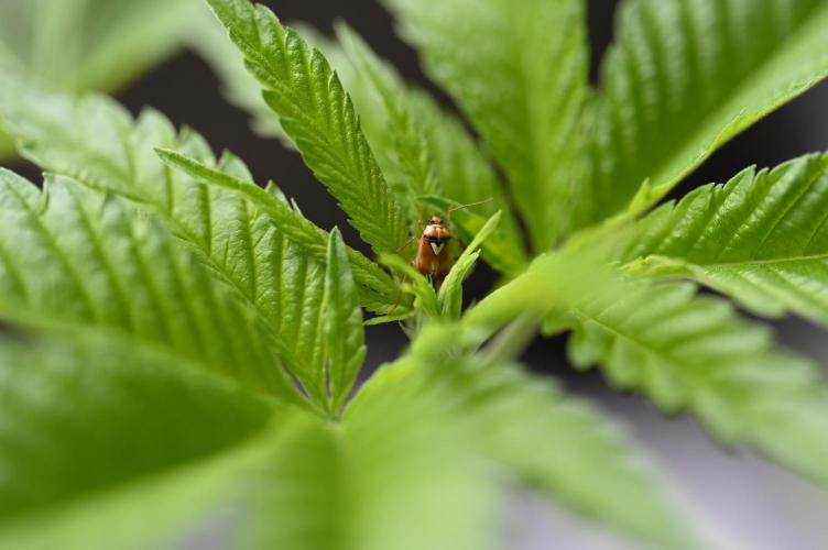 WINDOWSILL | Matanuska. Week 13