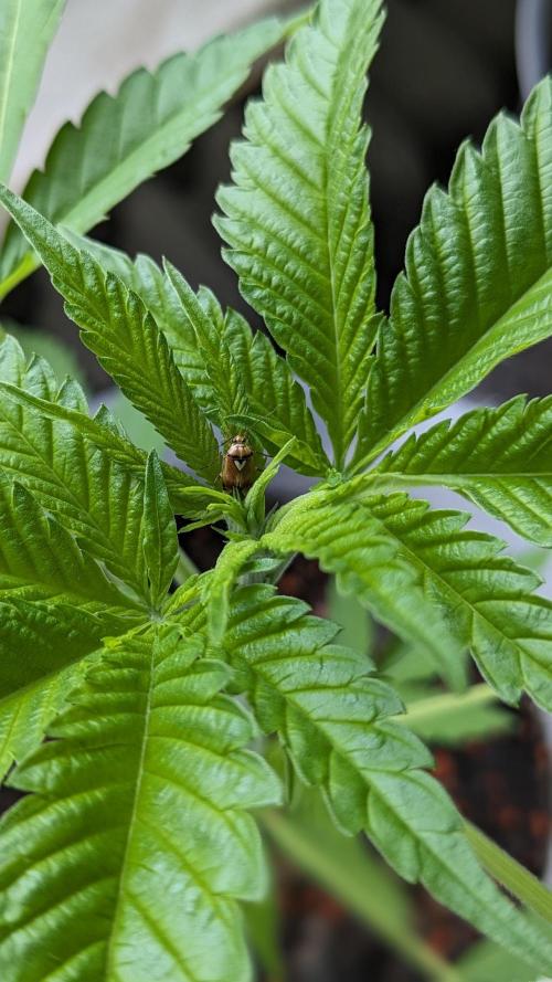 WINDOWSILL | Matanuska. Week 13