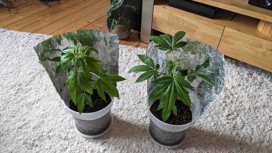 WINDOWSILL | Matanuska. Week 13