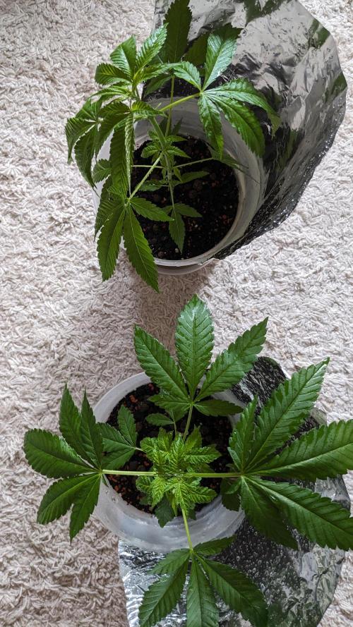 WINDOWSILL | Matanuska. Week 13