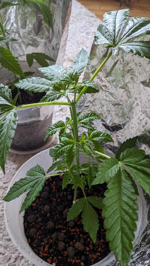 WINDOWSILL | Matanuska. Week 13