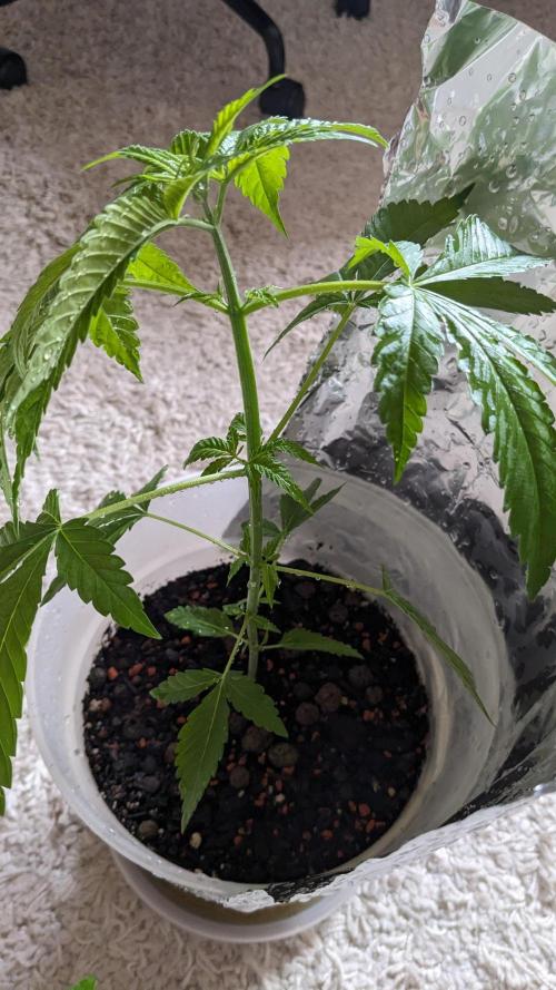 WINDOWSILL | Matanuska. Week 13