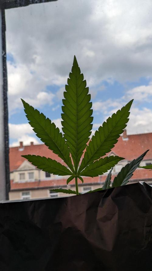 WINDOWSILL | Matanuska. Week 13