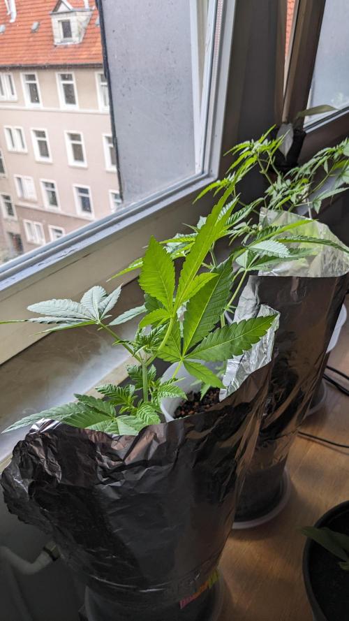 WINDOWSILL | Matanuska. Week 13