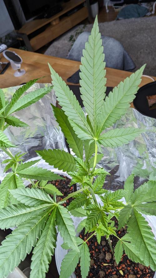 WINDOWSILL | Matanuska. Week 13