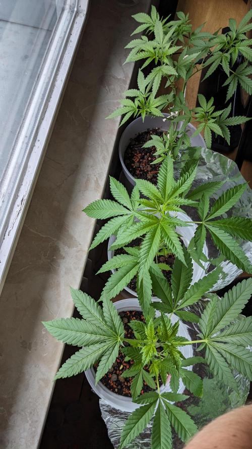 WINDOWSILL | Matanuska. Week 13