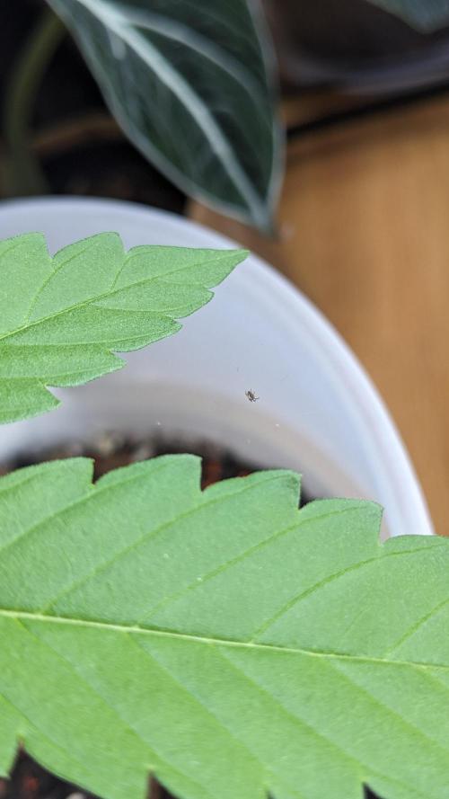 WINDOWSILL | Matanuska. Week 13