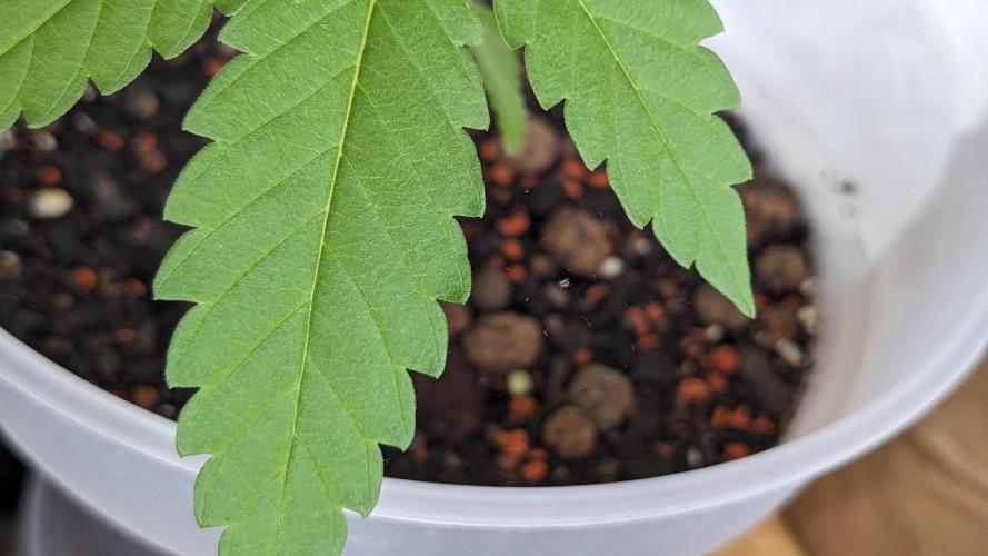 WINDOWSILL | Matanuska. Week 13