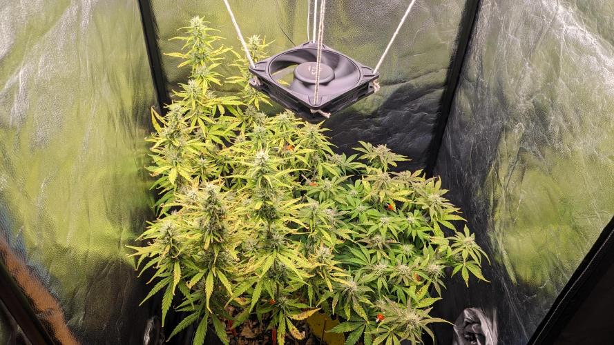 LIVING SOIL | Mimosa Cake + Gorilla Z. Week 12 - Day 80 G + M