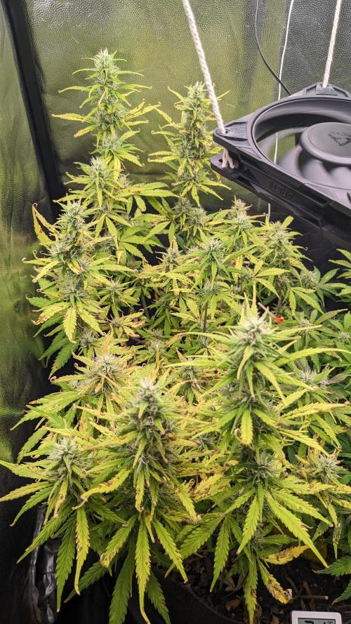 LIVING SOIL | Mimosa Cake + Gorilla Z. Week 12 - Day 80 G