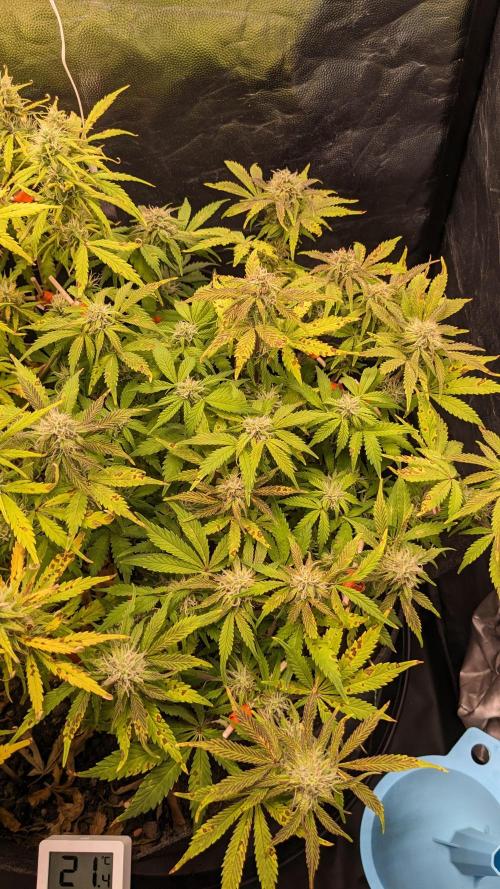 LIVING SOIL | Mimosa Cake + Gorilla Z. Week 12 - Day 80 M