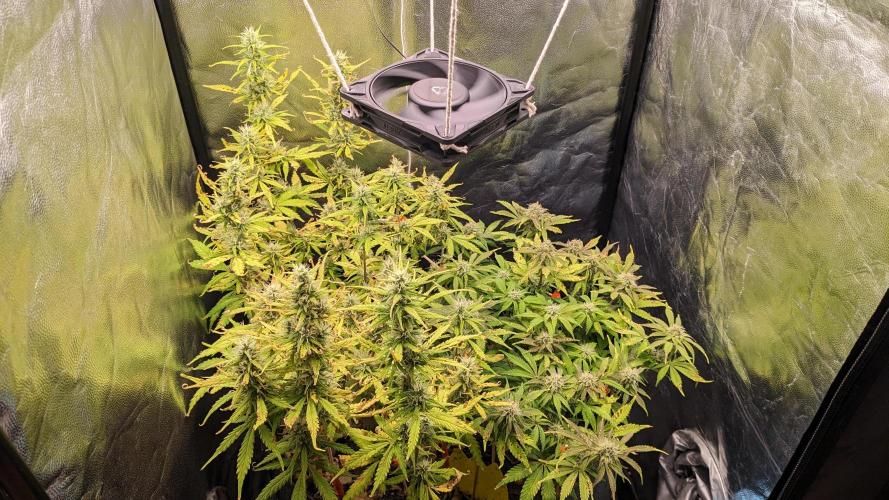 LIVING SOIL | Mimosa Cake + Gorilla Z. Week 12 - Day 81 G + M
