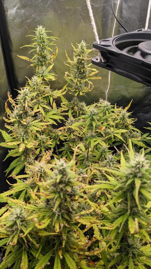 LIVING SOIL | Mimosa Cake + Gorilla Z. Week 12 - Day 82 G