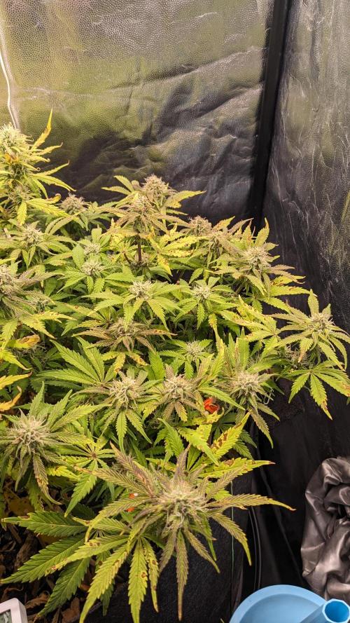 LIVING SOIL | Mimosa Cake + Gorilla Z. Week 12 - Day 82 M