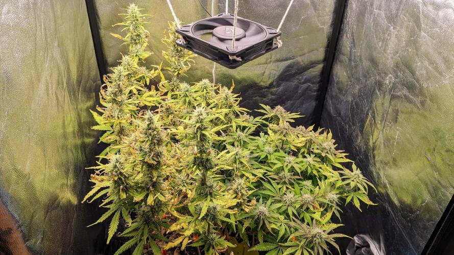 LIVING SOIL | Mimosa Cake + Gorilla Z. Week 12 - Day 83 G + M