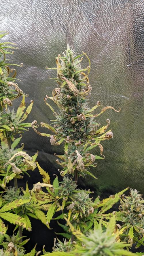 LIVING SOIL | Mimosa Cake + Gorilla Z. Week 12 - Day 84 G Flower 05 (Comparison)