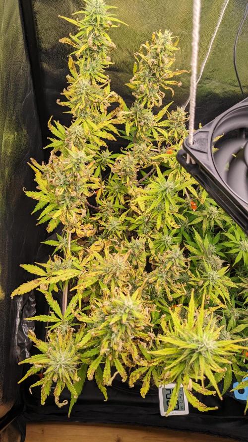 LIVING SOIL | Mimosa Cake + Gorilla Z. Week 12 - Day 84 G