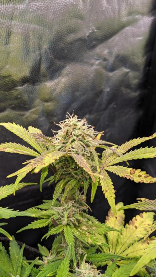 LIVING SOIL | Mimosa Cake + Gorilla Z. Week 12 - Day 84 M Flower 04 (Comparison)