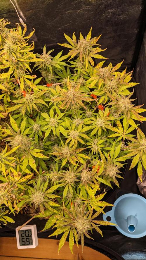 LIVING SOIL | Mimosa Cake + Gorilla Z. Week 12 - Day 84 M