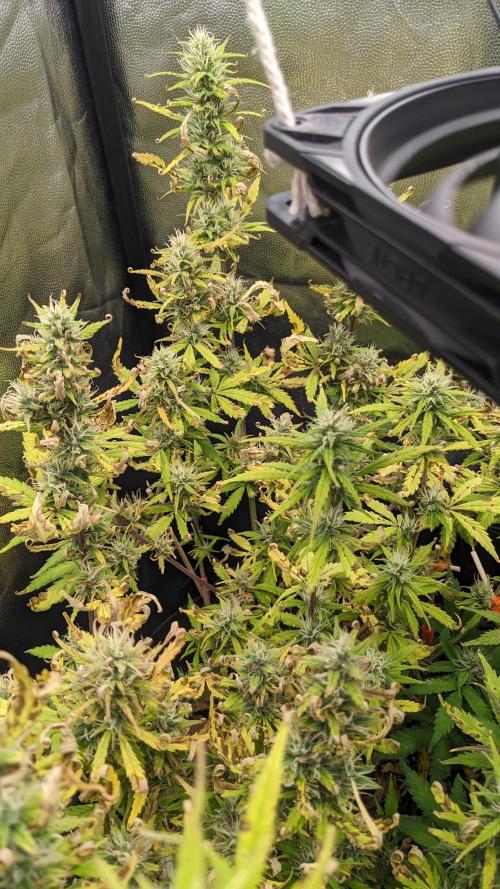 LIVING SOIL | Mimosa Cake + Gorilla Z. Week 13 - Day 85 G