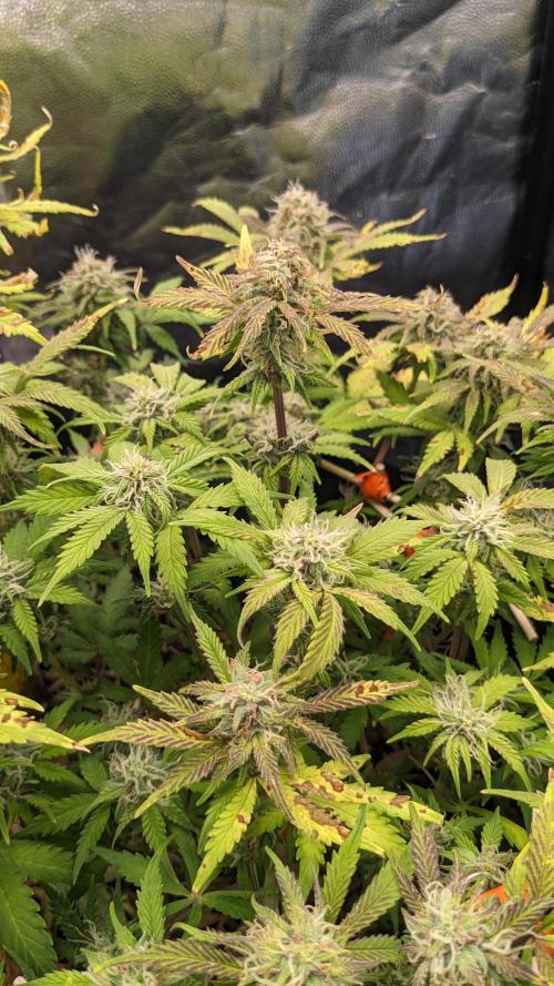 LIVING SOIL | Mimosa Cake + Gorilla Z. Week 13 - Day 85 M