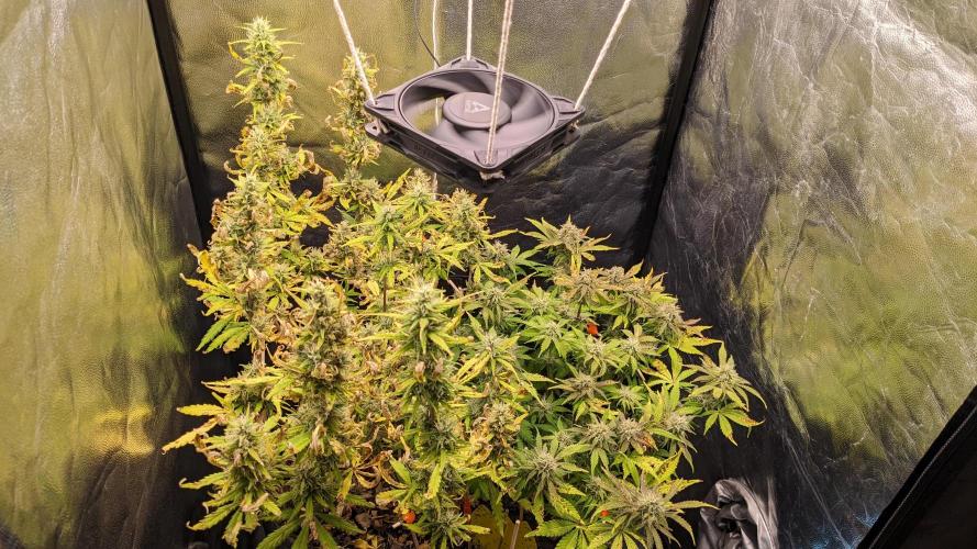 LIVING SOIL | Mimosa Cake + Gorilla Z. Week 13 - Day 86 G + M