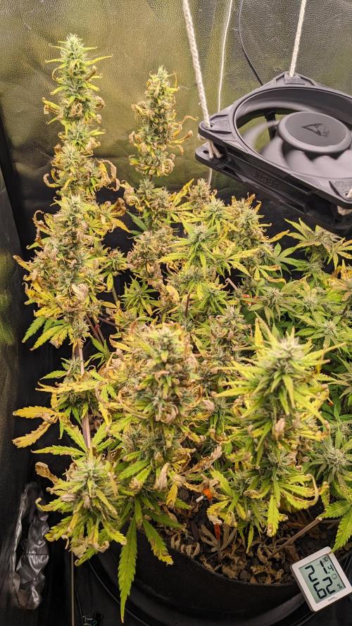 LIVING SOIL | Mimosa Cake + Gorilla Z. Week 13 - Day 87 G