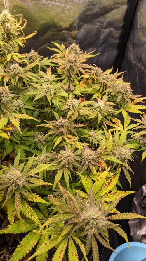 LIVING SOIL | Mimosa Cake + Gorilla Z. Week 13 - Day 87 M