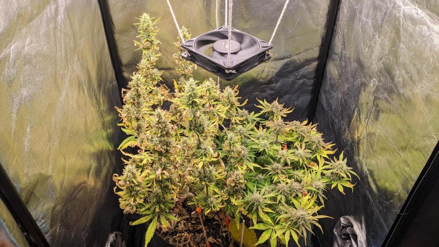 LIVING SOIL | Mimosa Cake + Gorilla Z. Week 13 - Day 88 G + M