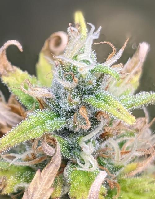 LIVING SOIL | Mimosa Cake + Gorilla Z. Week 13 - Day 88 G Trichomes