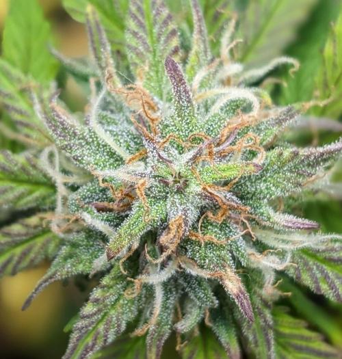 LIVING SOIL | Mimosa Cake + Gorilla Z. Week 13 - Day 88 M Trichomes
