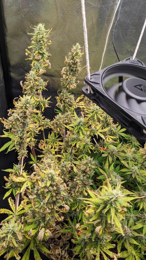 LIVING SOIL | Mimosa Cake + Gorilla Z. Week 13 - Day 89 G