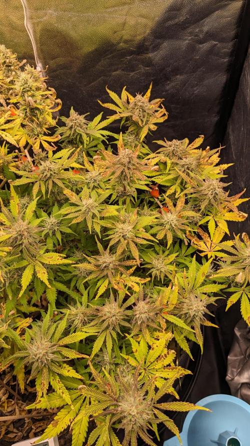 LIVING SOIL | Mimosa Cake + Gorilla Z. Week 13 - Day 89 M
