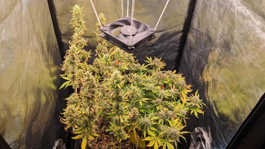 LIVING SOIL | Mimosa Cake + Gorilla Z. Week 13 - Day 90 G + M