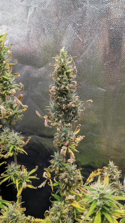 LIVING SOIL | Mimosa Cake + Gorilla Z. Week 13 - Day 90 G Flower 06 (Comparison)