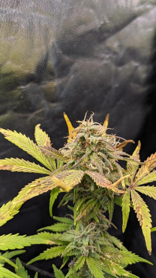 LIVING SOIL | Mimosa Cake + Gorilla Z. Week 13 - Day 90 M Flower 05 (Comparison)