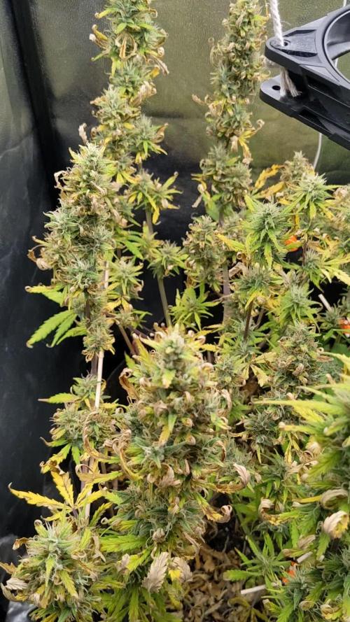 LIVING SOIL | Mimosa Cake + Gorilla Z