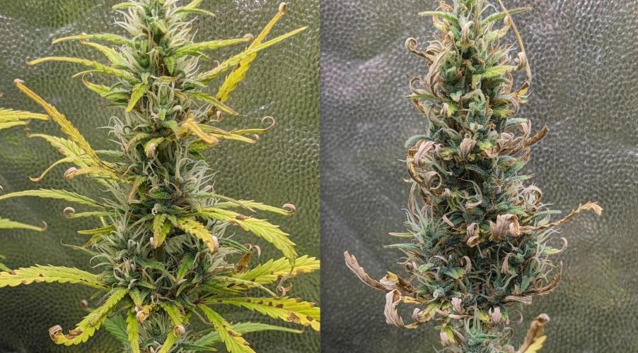 LIVING SOIL | Mimosa Cake + Gorilla Z. Week 13 - G Day 80 to 90